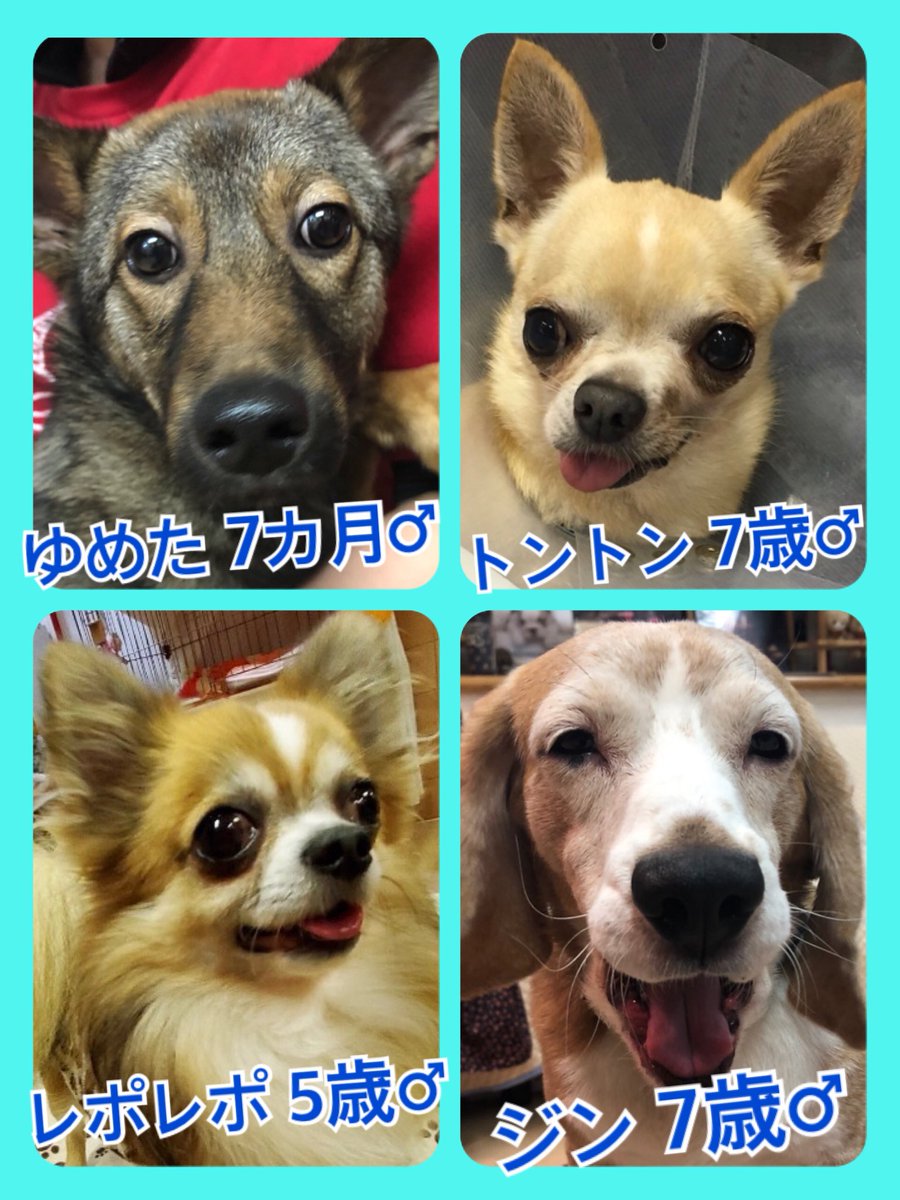 🐾今日の里親様募集中ワンコ🐶メンバーです🐾2020,3,14